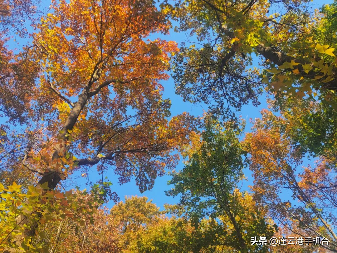 连云港赏秋最佳地点,连云港附近秋天值得去看的地方