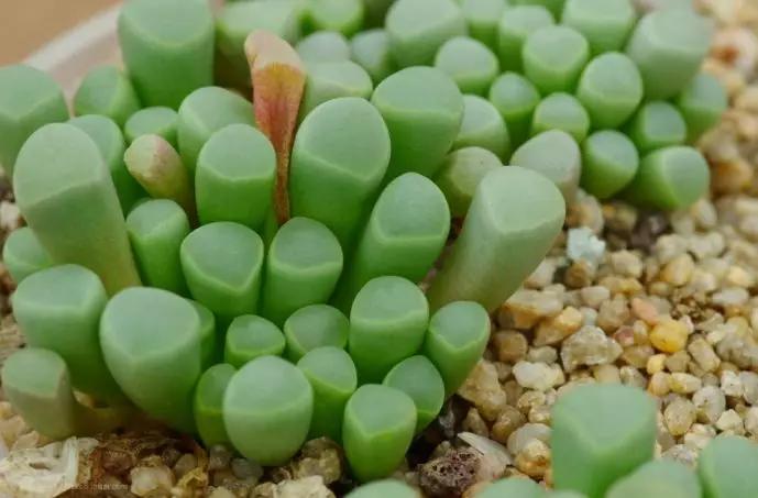 最值得买的多肉品种,包邮最漂亮多肉