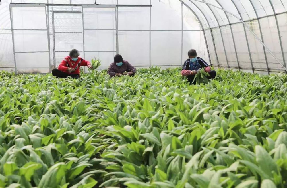 上海疫情抗疫新路线是什么,上海防疫军队支援最新消息