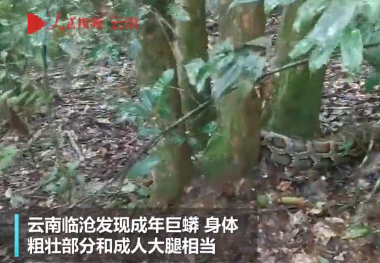 3米长的巨蟒在闹市被发现,巨蟒对巨蟒