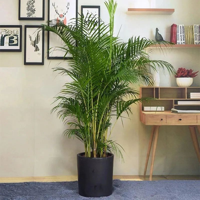 养散尾葵的正确方法,冬季室内养殖散尾葵如何养