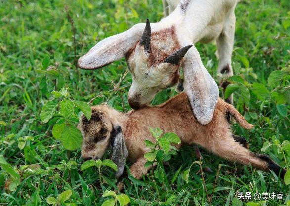 养羊的方法和注意事项大全,养羊的知识与技术