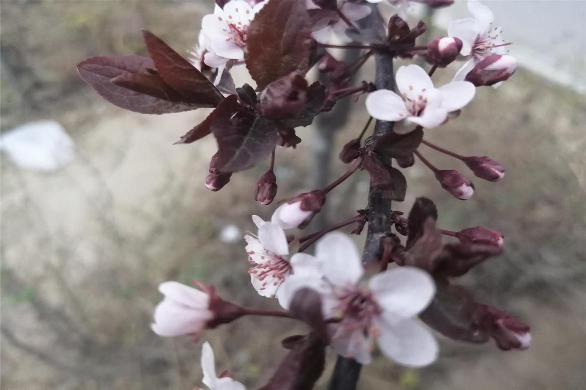 故事:九尾狐大雄异地恋,过程一波三折,结局很感人,情比金坚