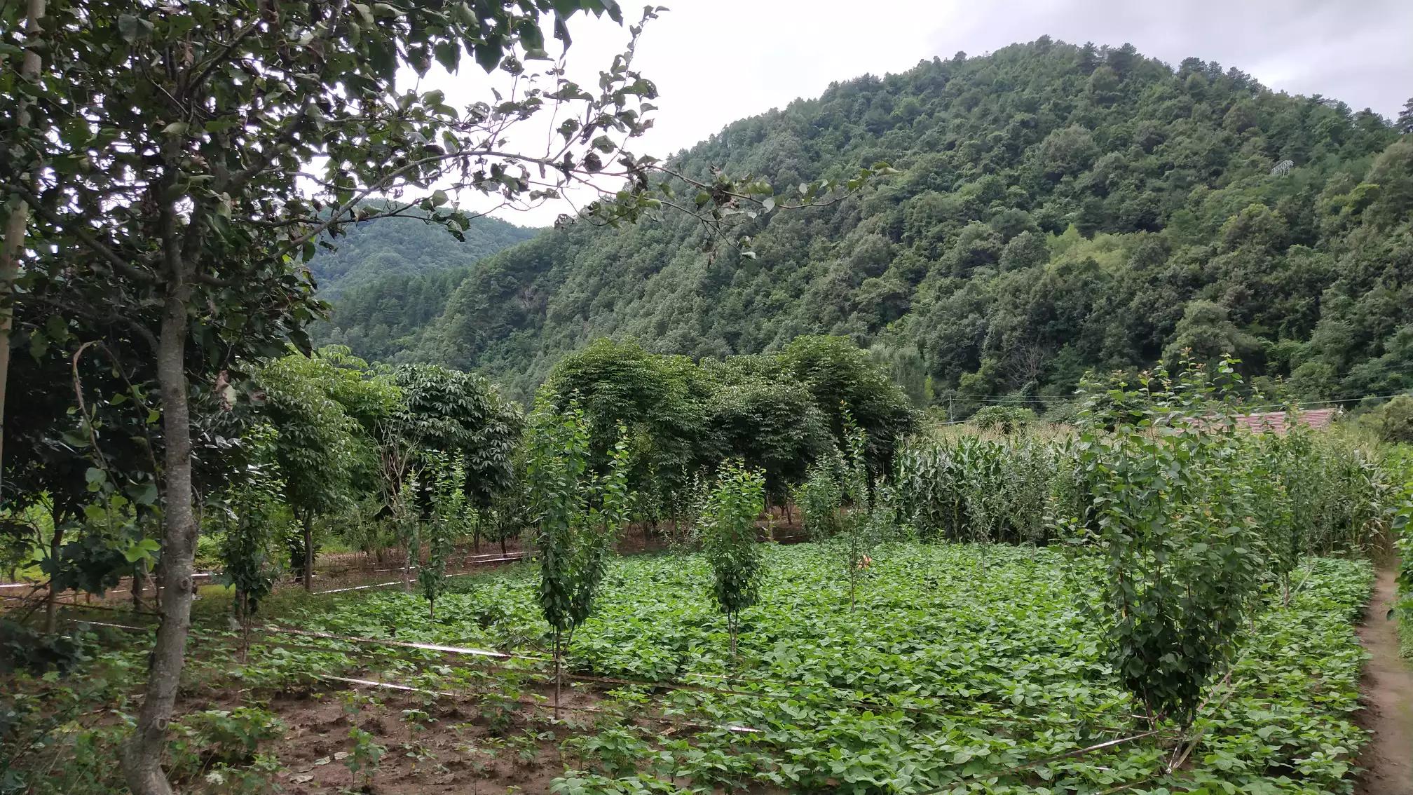 大山深处的温柔乡,大山深处的浪漫