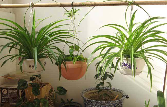 养花不如养蘑菇,养花不如种水果