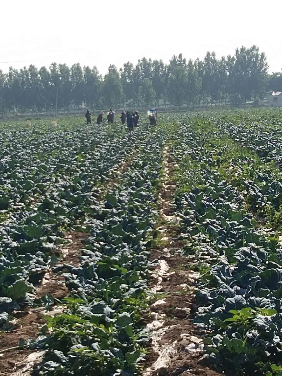 武清区农业创新基地,武清区农业建设规划