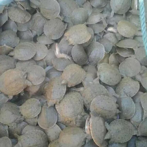 最赚钱的养殖甲鱼火爆,致富经养甲鱼年赚千万