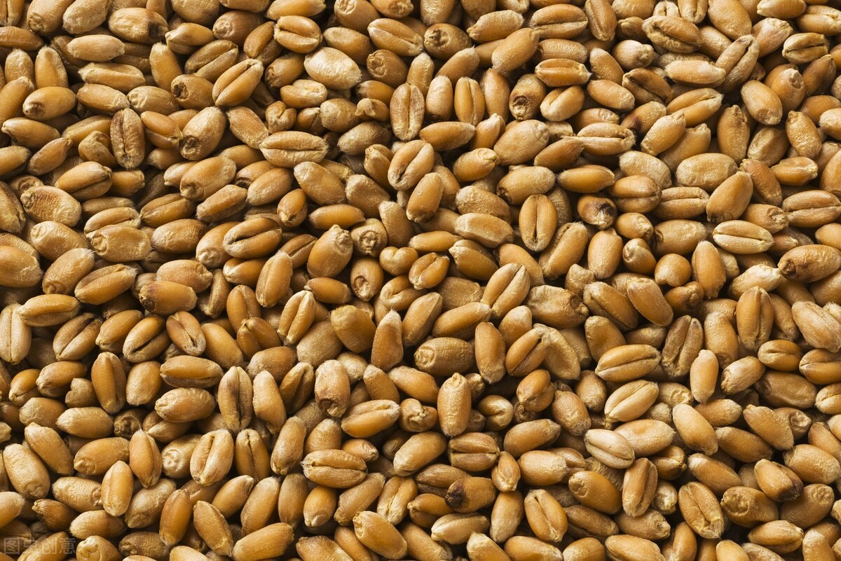 2022年小麦托市价格是多少,今年小麦托市价格多少