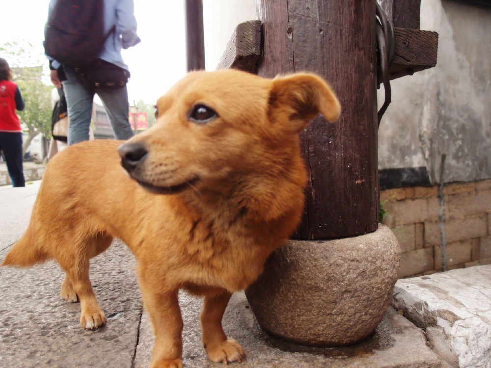 狗狗乱闻人怎么办,不让狗狗乱嗅怎么训练