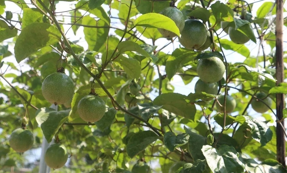 黄金百香果吃法,黄金百香果的功效与作用