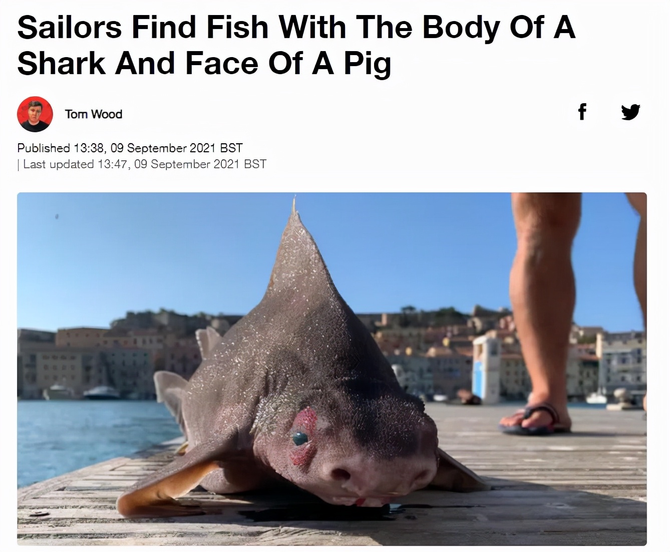 鲨鱼身体，猪猪的脸，意大利船员，打捞到了一只猪脸鲨鱼