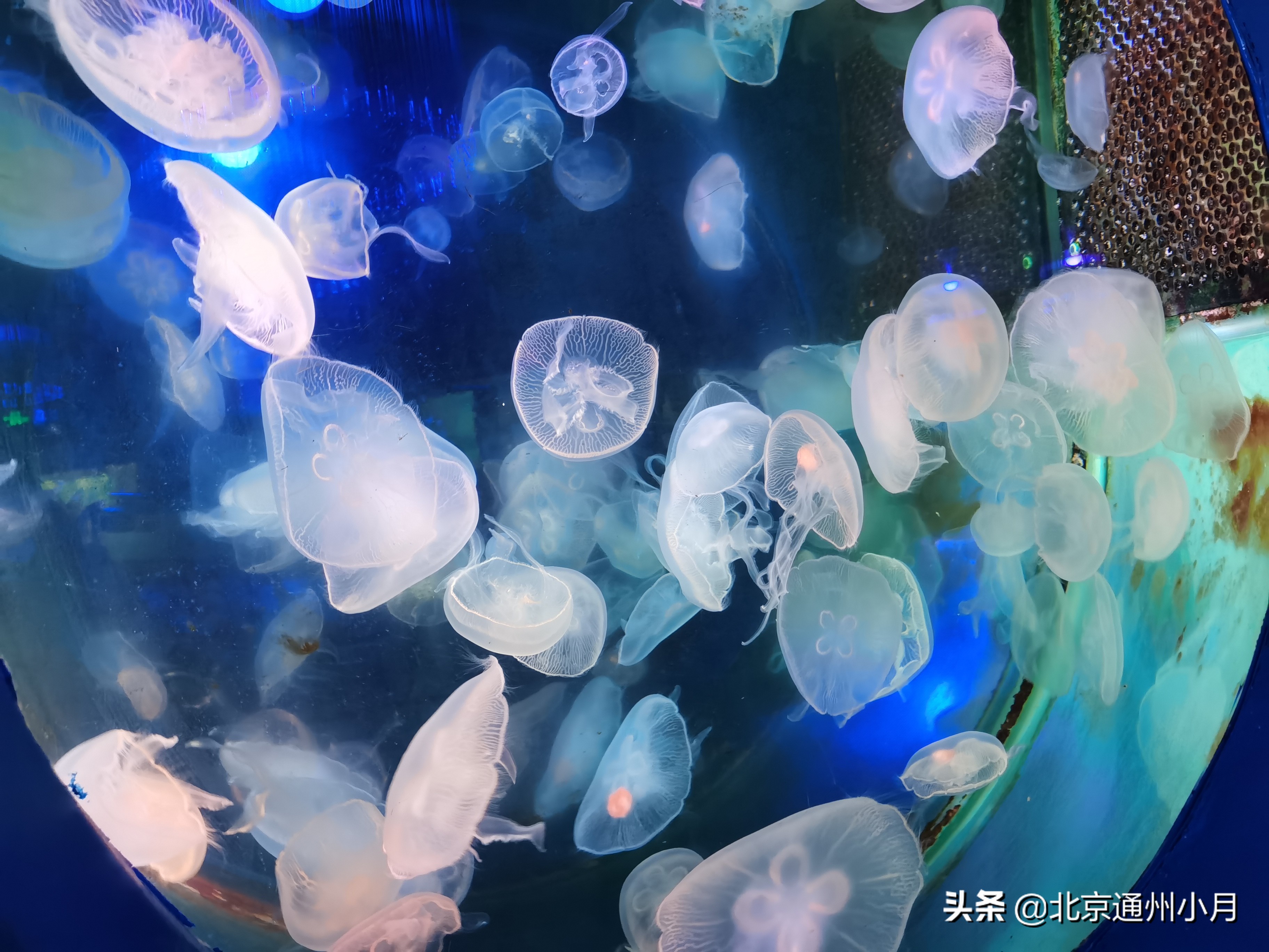 值得去看的海底世界,北京市海底世界门票多少钱