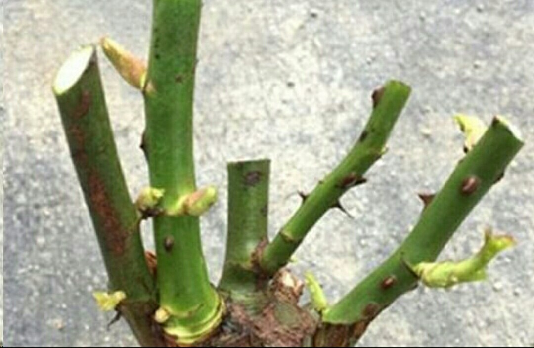 月季开完第一次花的养护与管理,藤本月季春天开花后怎么剪残花