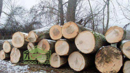 各种板材知识,阔叶材有哪些木材