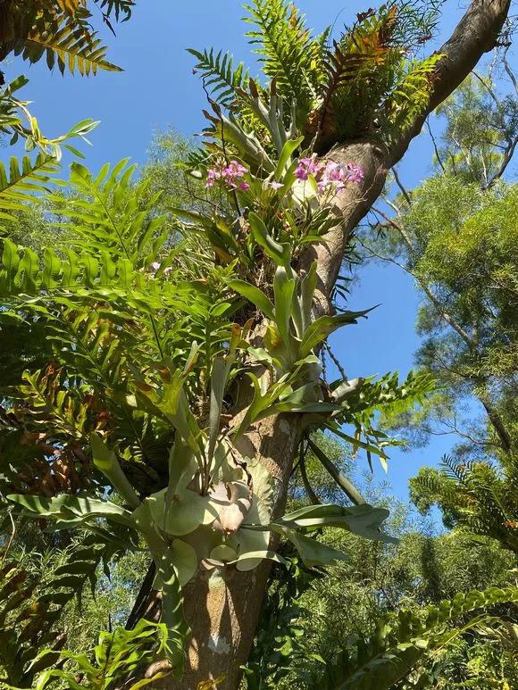 兰花冬季移种如何快速生根,把兰花种树上