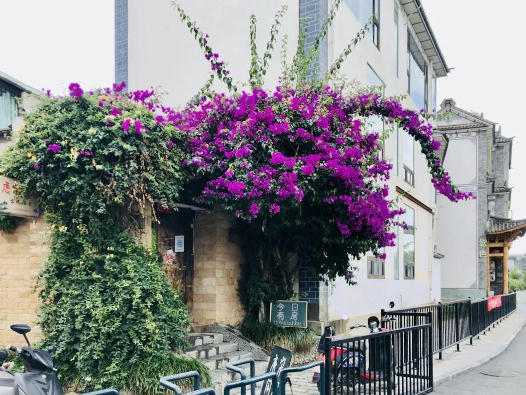 如何在大理游玩,如何打理毛料