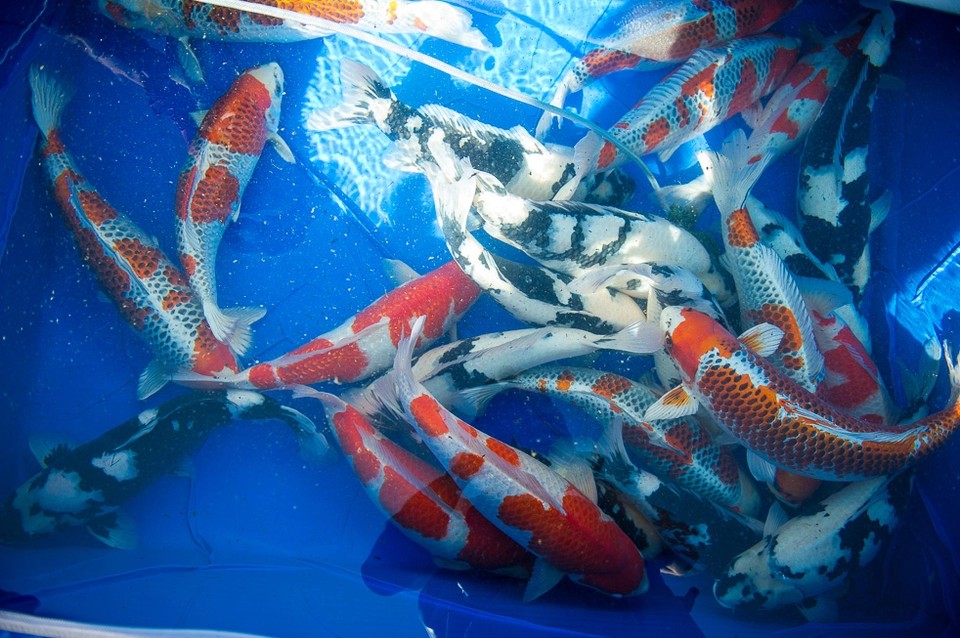 锦鲤自然鱼池繁殖方法,锦鲤自然繁殖方法视频教程