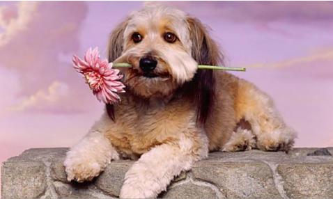 狗狗太粘人怎么办,刚到家的狗狗太粘人怎么办