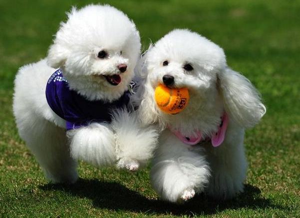 贵宾犬生产注意事项,贵宾犬注意事项