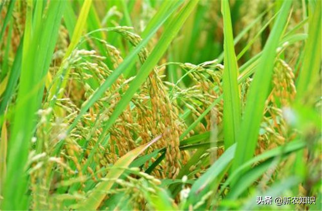 水稻高产栽培田间管理技术要点,水稻种植高产的办法