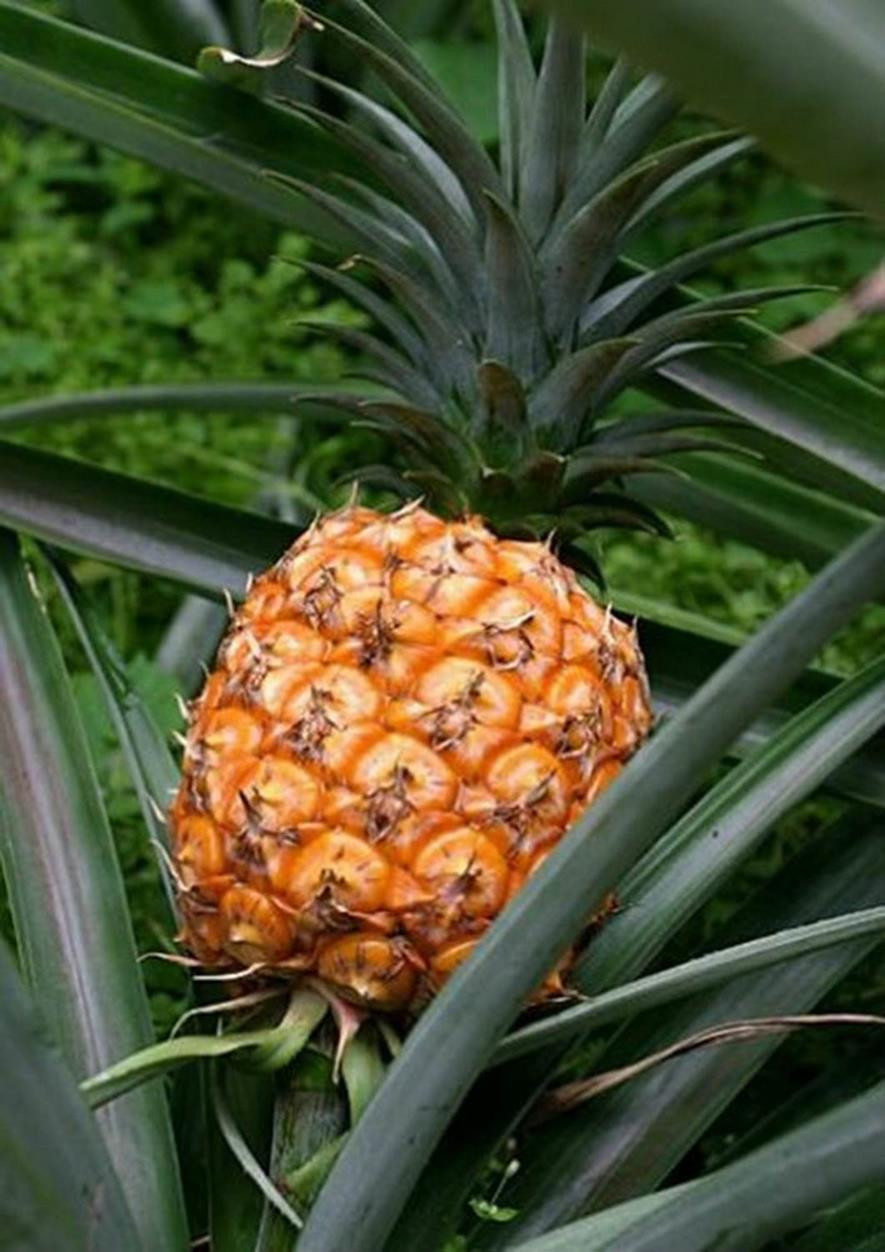 百种味道的果子,百种果实图片