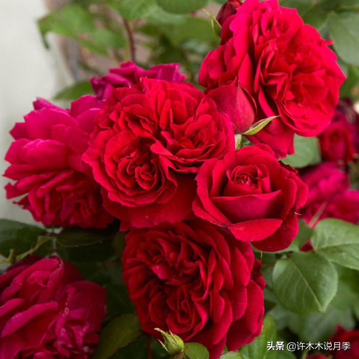 买到假月季苗怎么办,怎样网购月季不受骗