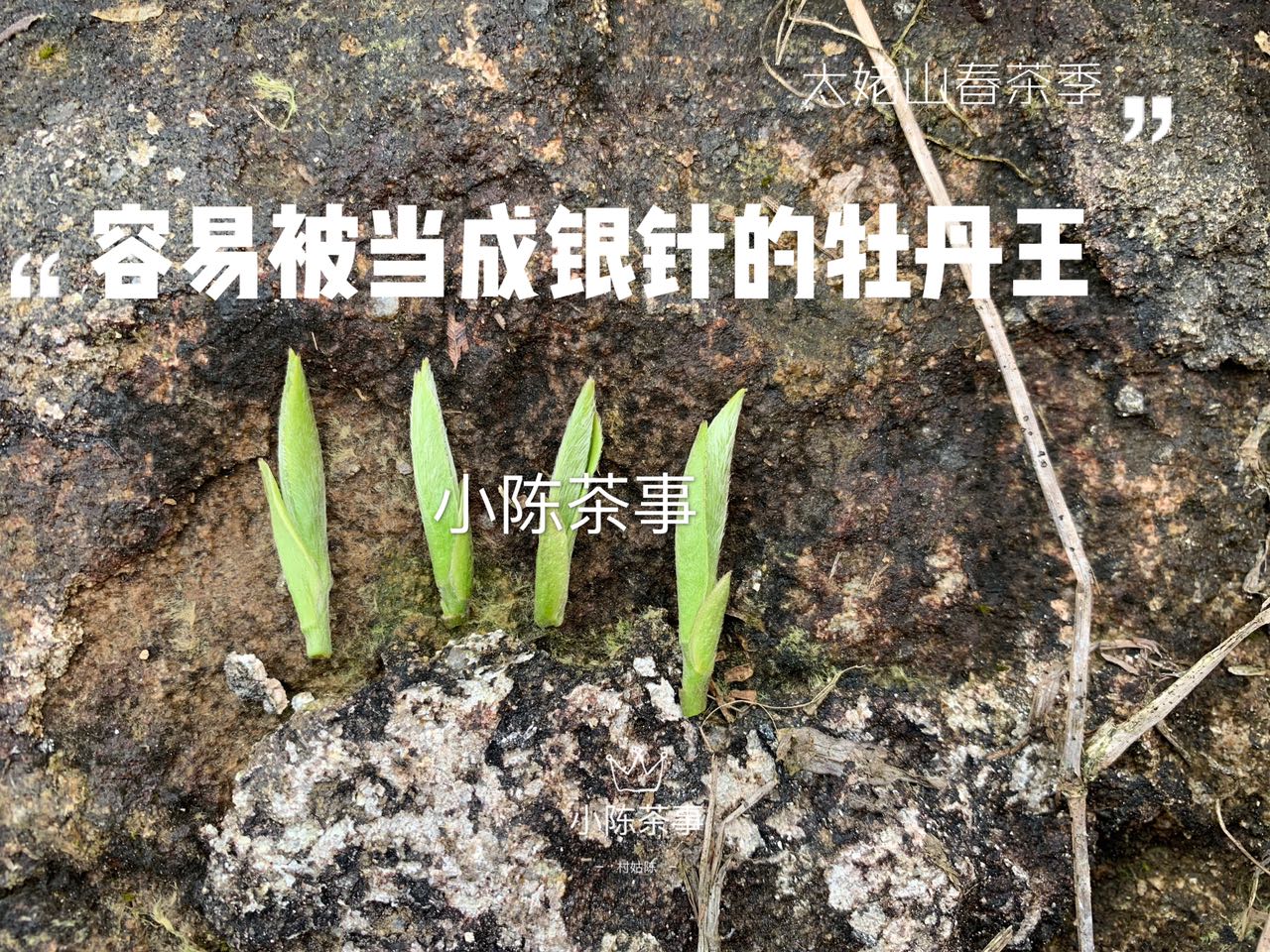 春白茶的采摘标准，无论白毫银针、白牡丹、春寿眉，只看芽叶吗？