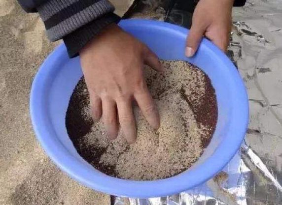 君子兰什么表现能证明扦插成活,君子兰养殖方法和技巧扦插