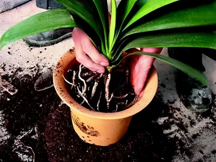 君子兰如何养殖才能长得更旺盛,君子兰怎么能养出好根系