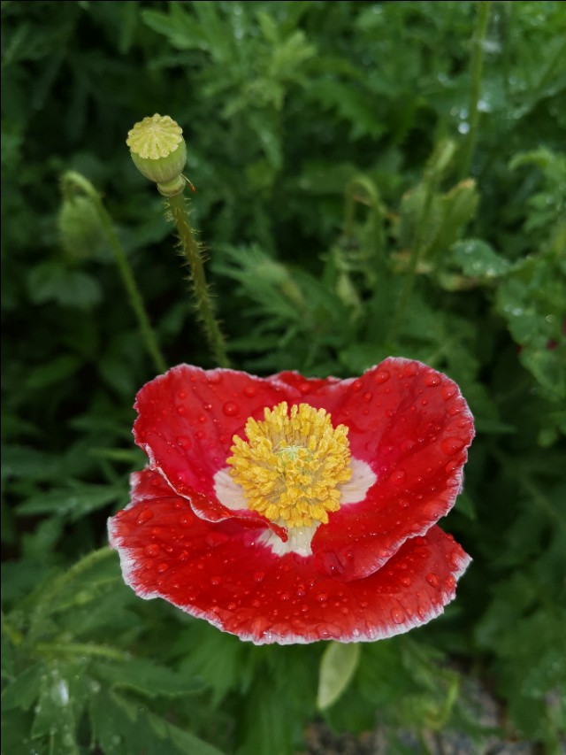 坝上草原沐野农庄,丰宁坝上草原花语云朵民宿