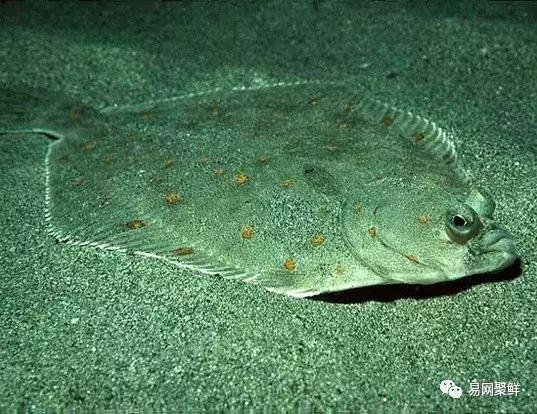 碟中鲽团购,鲽鱼推荐