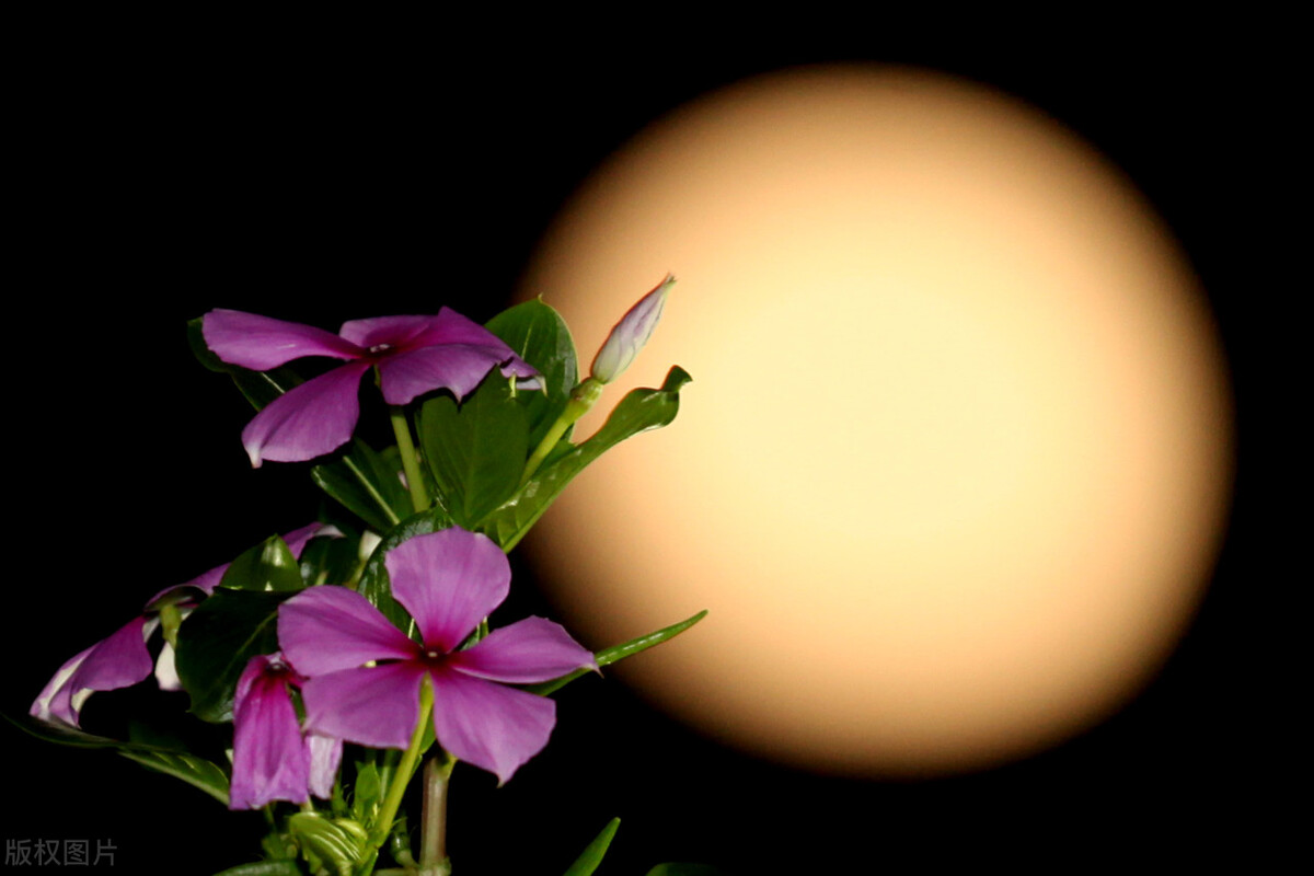 童年中秋夜降亮月,那些舍不得吃的月饼发霉后,还是被我们吃掉了