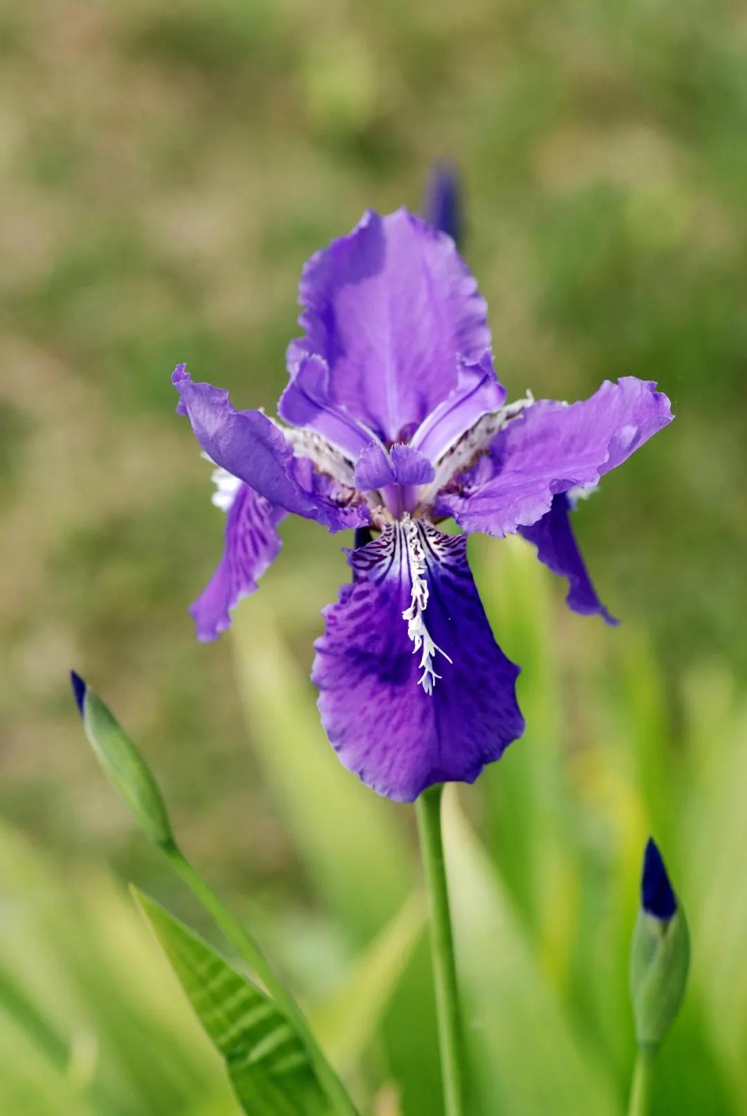 太原迎泽公园3月份看花,迎泽公园看花