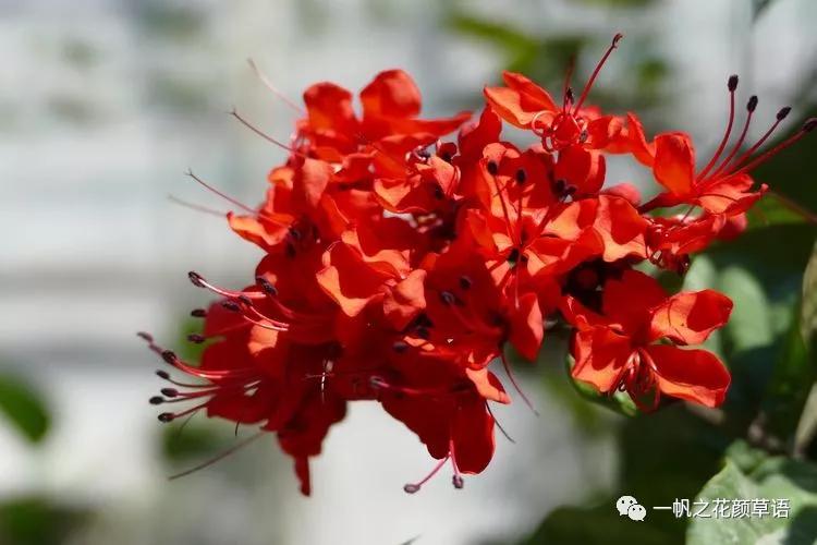 美丽赪桐（Clerodendrumspeciosissimum）