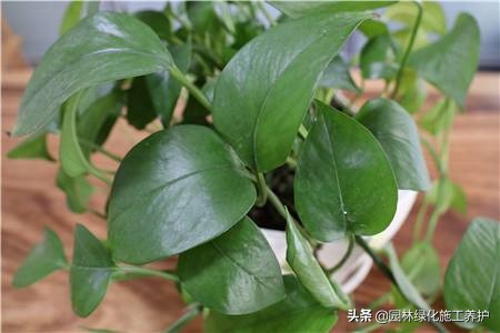 绿萝叶子发紫快速补救方法,绿萝叶子冬天蔫了变软怎么回事