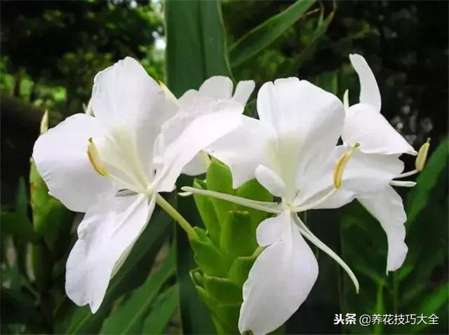 常见小区绿化100种植物图片,常见的水生植物有哪些种