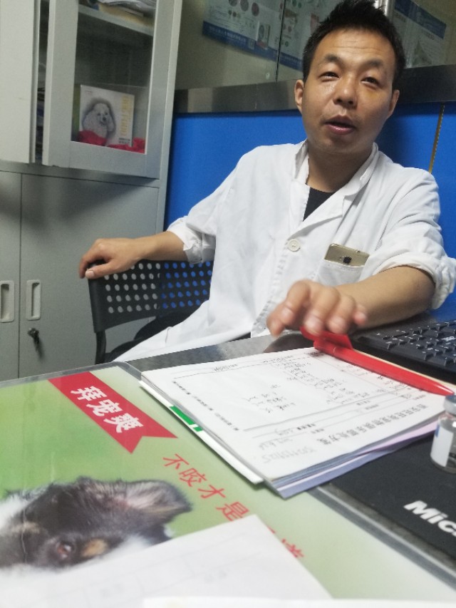 泰迪幼犬得细小了还能救活吗,泰迪幼犬得了细小治愈的可能性