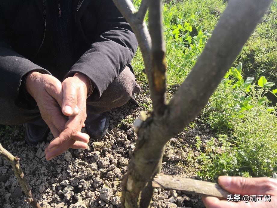 树干有轮纹病打什么药,轮纹病锈病