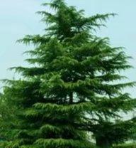 烟雨重游太平湖,重游太平古城游玩攻略