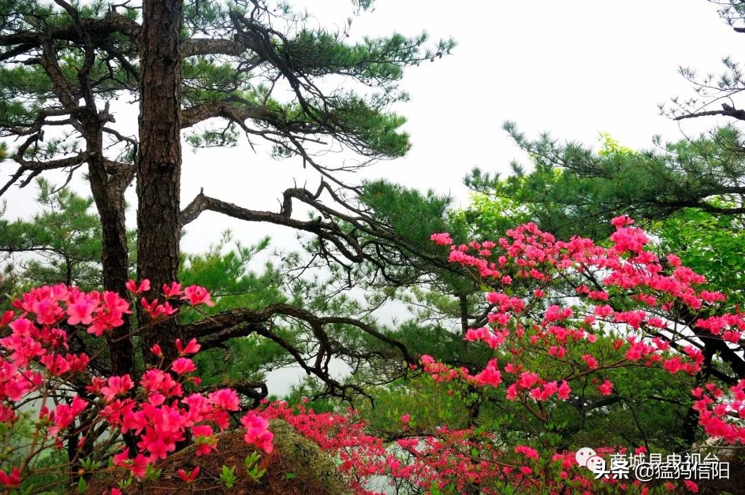 美丽中国信阳商城,信阳美在哪里图片