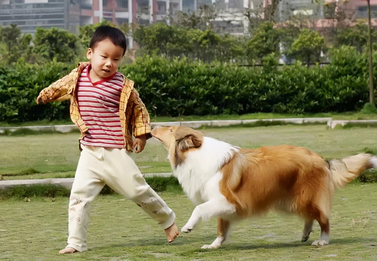 农村土狗为什么不打疫苗,家畜家禽防疫条例废止说明