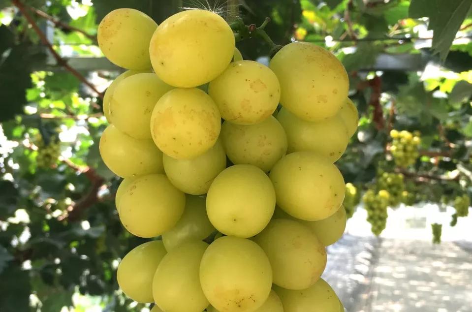 阳光玫瑰果锈,阳光玫瑰果锈怎么解决