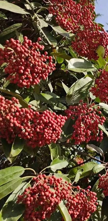 登封少林寺冬日,冬日登封龙山