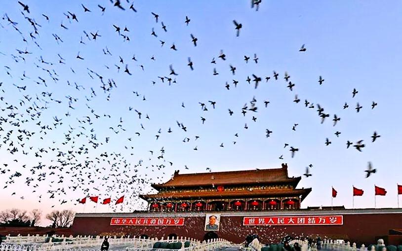 和平鸽~和平、友谊、团结、圣洁的象征