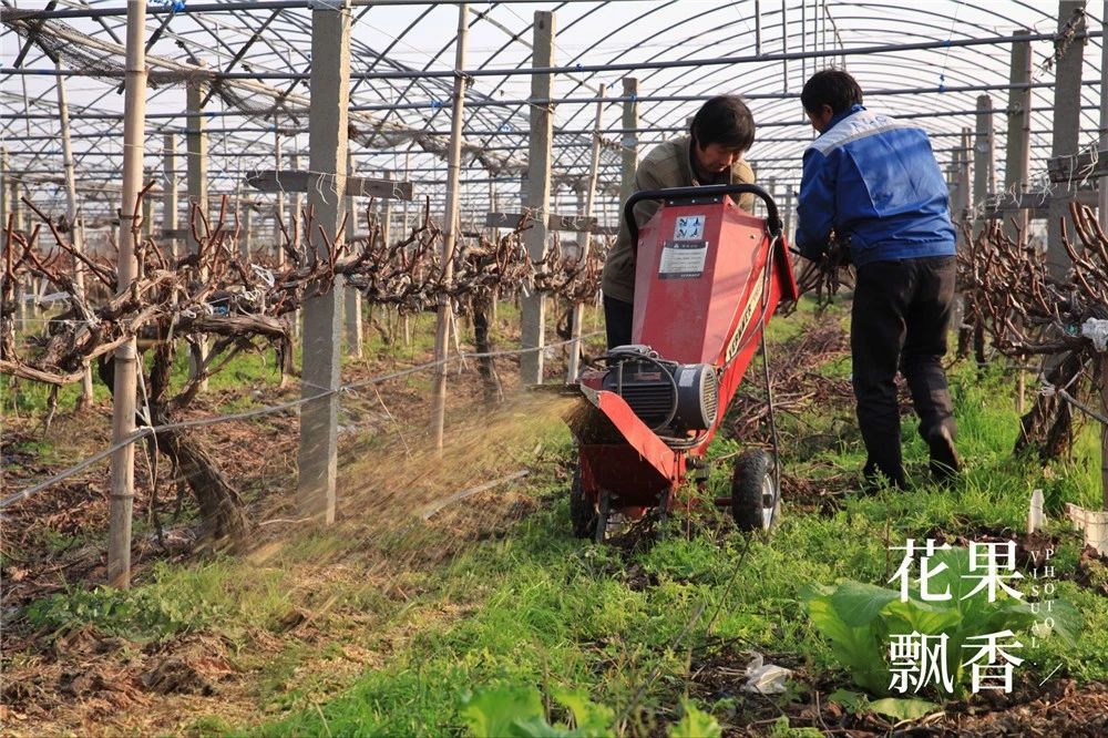 葡萄园有什么发展,葡萄园投入和收入