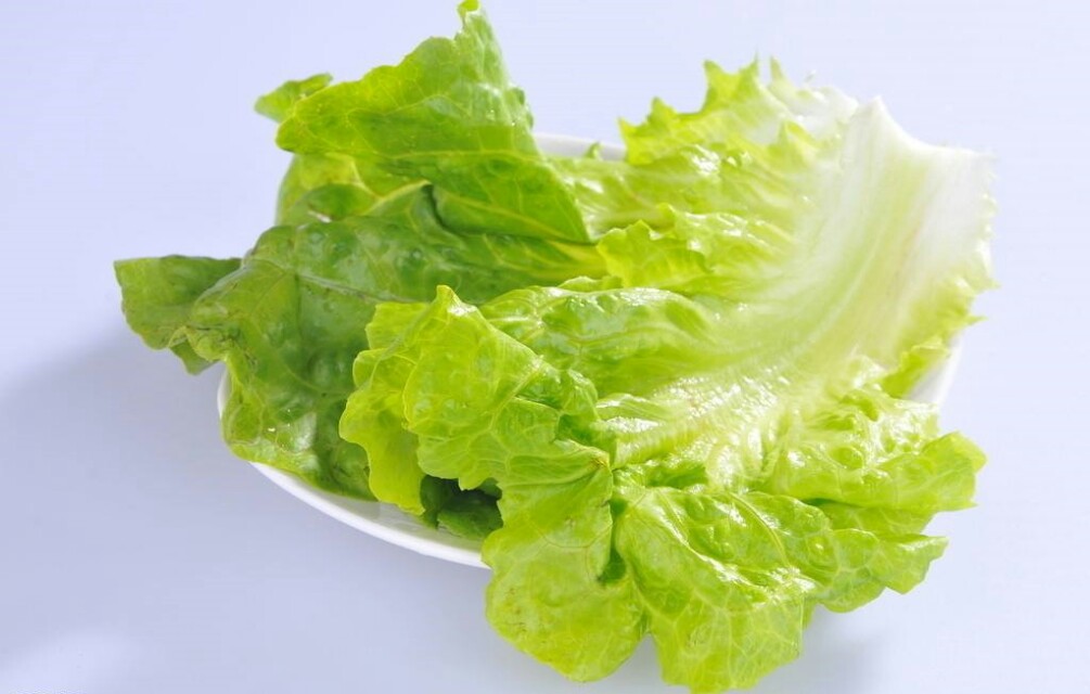 生菜的种植时间和种植方法,生菜的种植技巧和种植时间