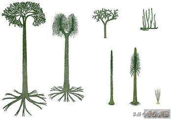 怒放的生命从蓝藻开始——植物篇