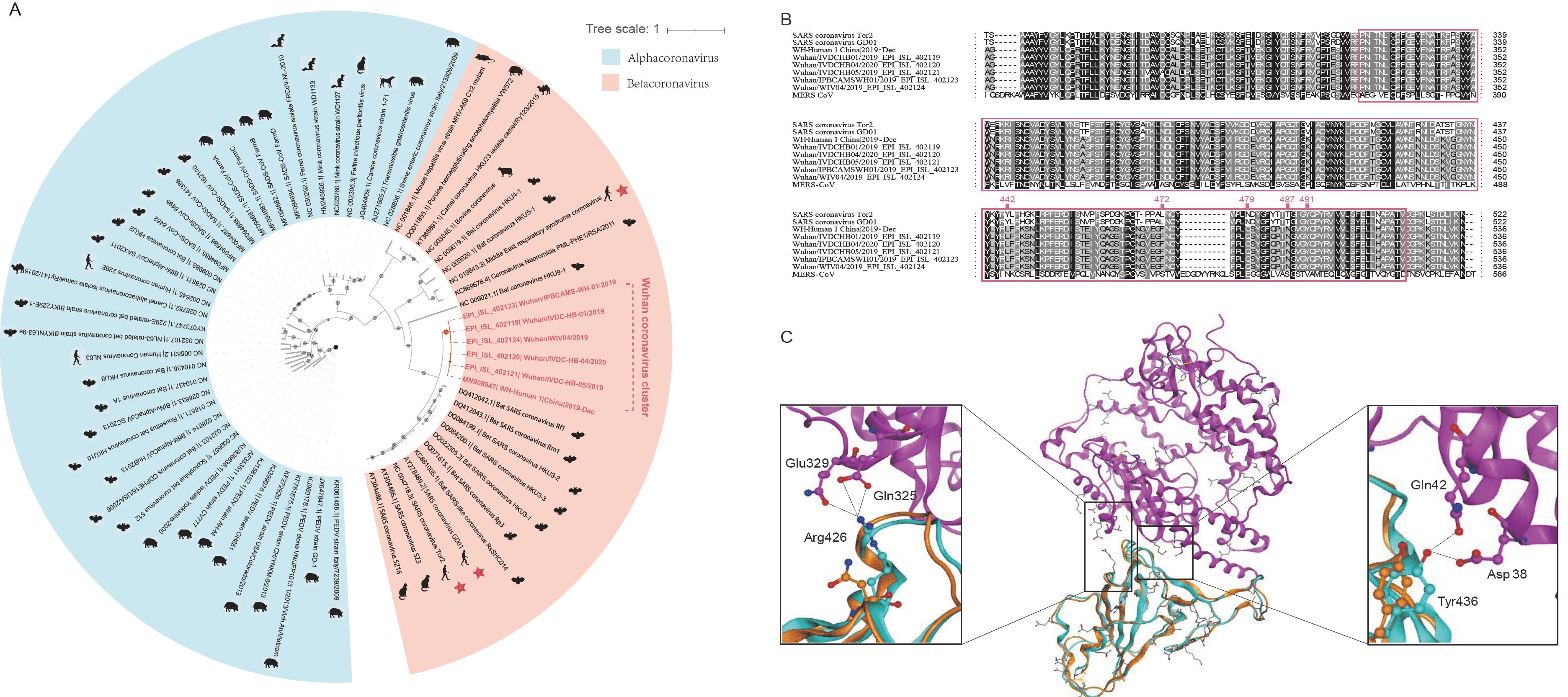泰国肺炎药品真的有用么,泰国治疗新型肺炎特效药