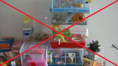 养仓鼠新手给仓鼠布置笼子,小学生养仓鼠新手入门必知