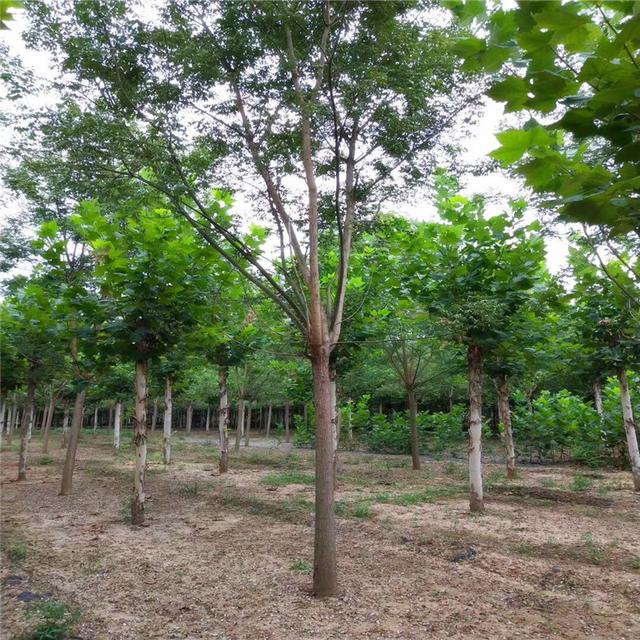 国槐的常见病虫害防治方法,国槐常见病虫害